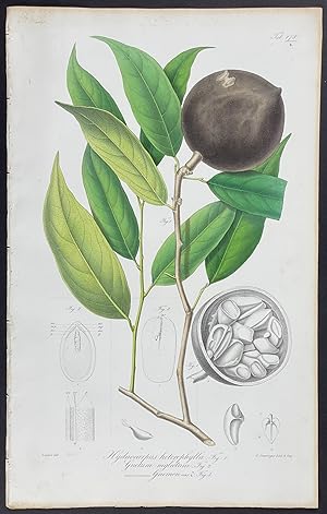 Botanical - Hydnocarpus & Gnetum