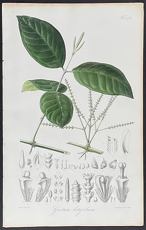 Botanical - Gnetum