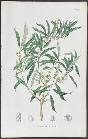 Botanical - Podocarpus