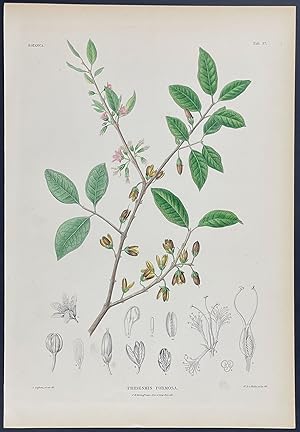 Botanical - Tridesmis