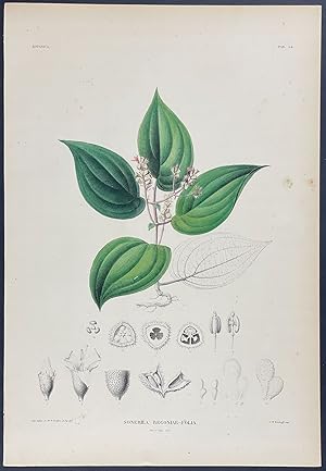 Botanical - Sonerila