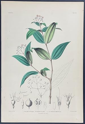 Botanical - Pachycentria