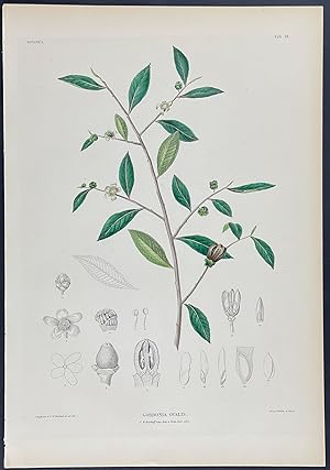 Botanical - Gordonia