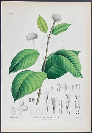 Botanical - Anthocephalus