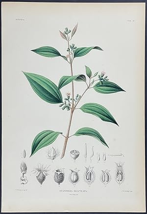 Botanical - Otanthera