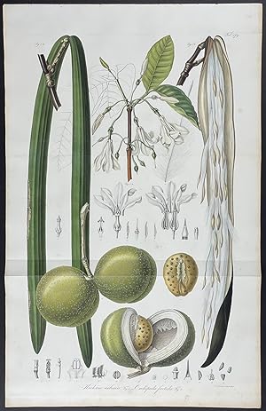 Botanical - Cancerwort or Fluellin; Kickxia