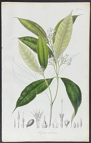 Botanical - Kopsia