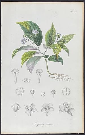 Botanical - Miguelia