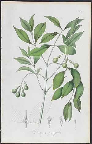 Botanical - Podcarpus
