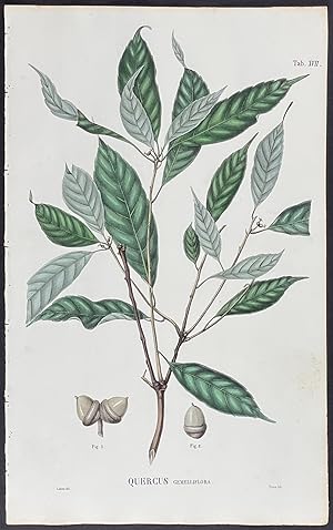 Botanical - Quercus