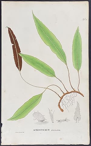 Botanical - Fern; Acrostichum
