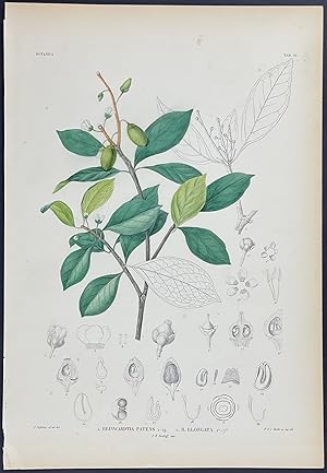 Botanical - Reinwardtia