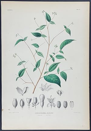 Botanical - Cleisocratera