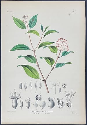 Botanical - Pogonanthera