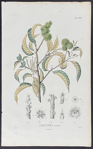 Botanical - Castanea