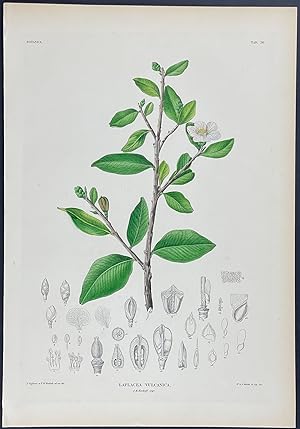 Botanical - Laplacea