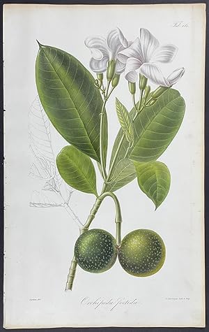 Botanical - Orchipeda foetida