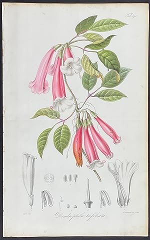 Botanical - Dendrophila