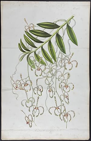 Botanical - Orchid; Arachnanthe