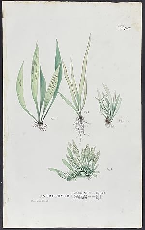 Botanical - Fern; Antrophyum