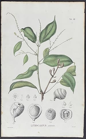 Botanical - Lithocarpus