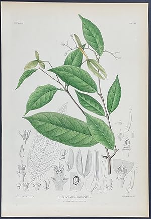 Botanical - Hippocratea