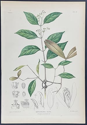 Botanical - Hippocratea