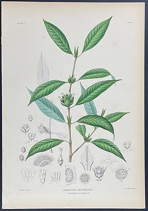 Botanical - Praravinia
