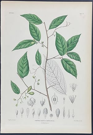 Botanical - Omphacarpus