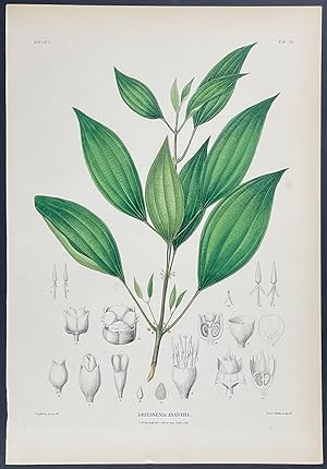 Botanical - Driessenia