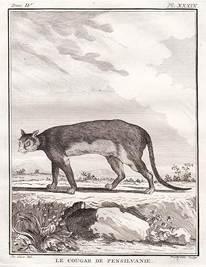 Bild des Verkufers fr Le Cougar de Pensilvanie" - Puma Cougar Pennsylvania Raubkatze Katze big cat Raubtier predator / Tiere animals animaux zum Verkauf von Antiquariat Steffen Vlkel GmbH