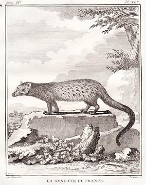 Bild des Verkufers fr La Genette de France" - Ginsterkatzen Genet Genetta Katze cat / Raubtier predator / Tiere animals animaux zum Verkauf von Antiquariat Steffen Vlkel GmbH