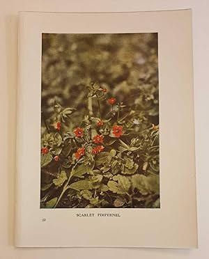Seller image for Scarlet Pimpernel (c.1914 Colour Botanical Flowers Photo Print) for sale by Maynard & Bradley