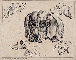 Studie der Kopfe von funf Hunden : Study of the heads of five dogs