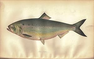 REPORT OF THE FISH COMMISSIONERS OF THE STATE OF PENNYSLVANIA FOR THE YEAR 1903