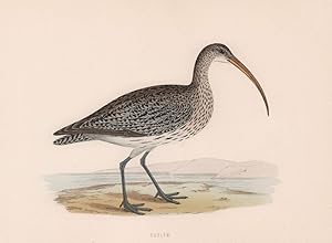 Curlew