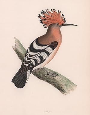 Hoopoe