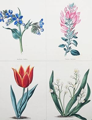 Image du vendeur pour The Botanic Garden; consisting of highly finished representations of hardy ornamental flowering plants, cultivated in Great Britain. Vol(ume) II. mis en vente par Antiquariat Haufe & Lutz