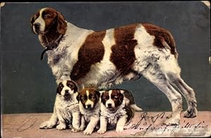 Ansichtskarte / Postkarte Chiens du St. Bernard, Bernhardiner, Hunde