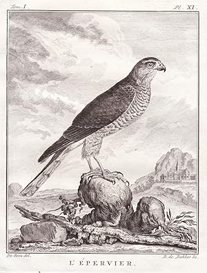 Bild des Verkufers fr L'Epervier" - Sperber sparrowhawk Bussard Bussarde Buteo Habicht Falco Falke Falken Falconidae Greifvgel Greifvogel / Vogel Vgel bird of prey bird oiseaux oiseau zum Verkauf von Antiquariat Steffen Vlkel GmbH