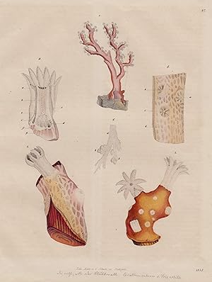Seller image for verschiedene Arten. for sale by Antiquariat Clemens Paulusch GmbH