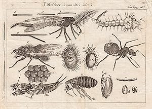 Bild des Verkufers fr I Moscherini con altri insetti" - Die Mcken und andere Insekten. zum Verkauf von Antiquariat Clemens Paulusch GmbH