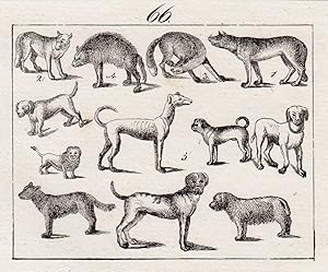 Seller image for Abb. zeigt 5 Raubtiere, wie Wolf, Fuchs, Schakal, Grabwolf und Gemeiner Hund. Diese Raubtiere sind allen Vorfahren des Haushundes, deshalb enthlt Blatt 6 weitere Abb. von Haushunden. for sale by Antiquariat Clemens Paulusch GmbH