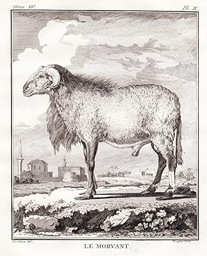 Bild des Verkufers fr Le Morvant" - Widder Mufflon Schaf sheep Schafe Schafbock Jagd hunting zum Verkauf von Antiquariat Steffen Vlkel GmbH