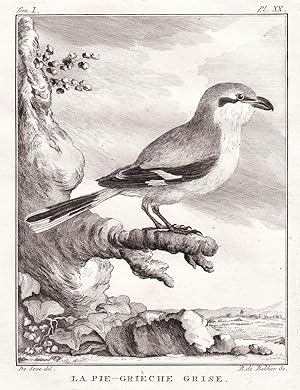 Bild des Verkufers fr La Pie-Grieche Grise" - Raubwrger grey shrike Pie-griche grise / Vogel Vgel birds bird oiseaux oiseau zum Verkauf von Antiquariat Steffen Vlkel GmbH