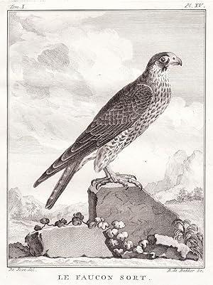 Bild des Verkufers fr Le Faucon sort" - Falke Falken Falconidae falcon Falke Greifvgel Greifvogel / Vogel Vgel bird of prey bird oiseaux oiseau zum Verkauf von Antiquariat Steffen Vlkel GmbH