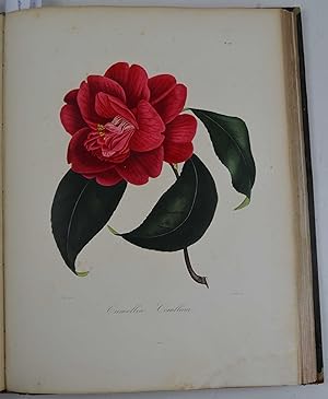 Iconographie du genre Camelia ou description et figures des Camellia les plus beaux et les plus r...