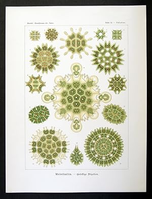 34 - Melathallia - Gesellige Algetten - Pediastrum