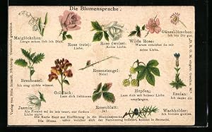 Bild des Verkufers fr Ansichtskarte Blumensprache, Rote Rose: Liebe, Rosenstengel: Nein!, Brennessel: Ich mag nichts wissen zum Verkauf von Bartko-Reher