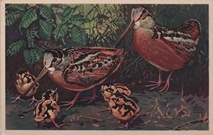 Immagine del venditore per bird postcard: Woodcock venduto da Mobyville